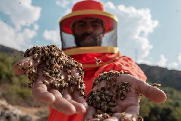 Professional Beekeeper at Work